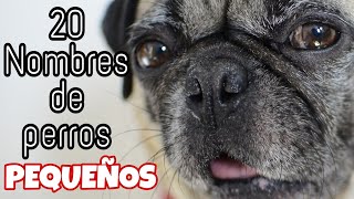 20 Nombres para perros macho pequeños 🐶 [upl. by Mide]