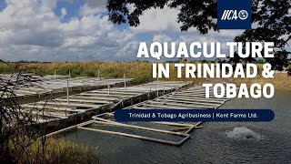 Tilapia Farming in Trinidad amp Tobago Kent Vieira on Aquaculture [upl. by Brunella659]