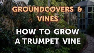 How to Grow a Trumpet Vine [upl. by Ayo]