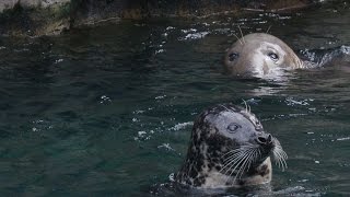 How Are Seals Different from Sea Lions [upl. by Gilleod]