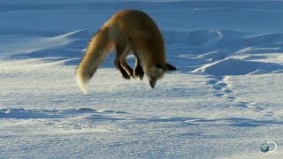 Fox Dives Headfirst Into Snow  North America [upl. by Lankton]