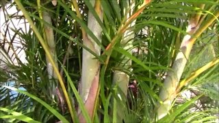 Areca Palm Stump and ReCLUMP the Clump The Secret to Success  Part 1 [upl. by Airdnala]