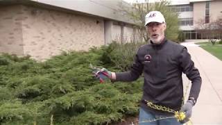 How to Trim Your Shrubs  FVTC Horticulture Instructor Chuck Stangel [upl. by Ataymik]