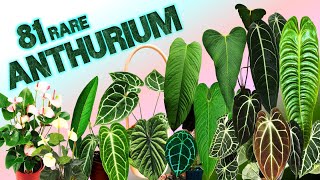 81 ANTHURIUM SPECIES  HERB STORIES [upl. by Martynne]