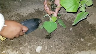 Planting the worlds fastest growing tree Paulownia Elongata Royal Empress [upl. by Ketchum403]