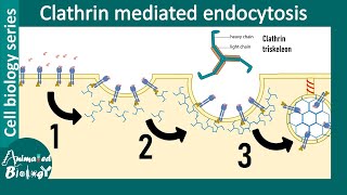 Clathrin mediated endocytosis overview [upl. by Terena17]