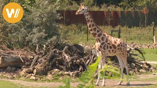 Giraffe  Unsere Tierwelt Kurze Tierdokumentation [upl. by Krever815]