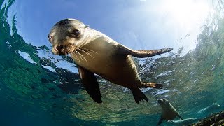 Die Freundlichsten Tiere Im Meer  Dokumentation [upl. by Kinata]