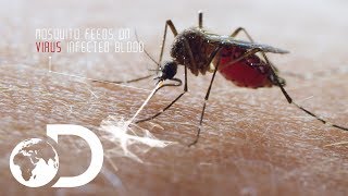 Deadliest Creature In the World  Mosquito [upl. by Eceerahs603]