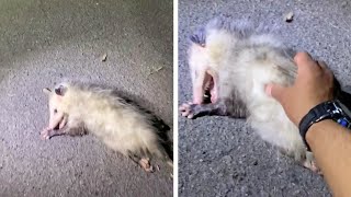 Possum Plays Dead In Front Of Photographer [upl. by Layman]