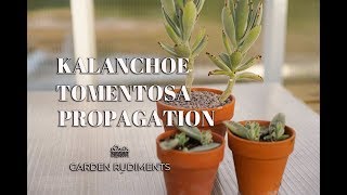 Kalanchoe Tomentosa Propagation [upl. by Madian]