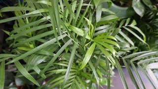 Plant Parenthood Video Series Bamboo Palm [upl. by Oflodur]