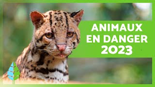 ANIMAUX EN VOIE DE DISPARITION 2023 🐧⚠️ Top 10 [upl. by Waldon715]