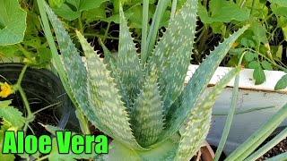 Diverticulitis treatment Aloe Vera [upl. by Ueik]