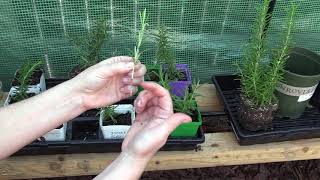 How to Propagate a Rosemary Plant from Stem Cuttings [upl. by Susanna]