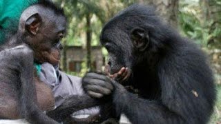 What Bonobos Can Teach Us [upl. by Nwahsad369]