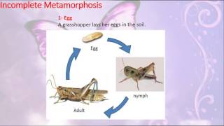 Grasshopper Life Cycle [upl. by Crescint]