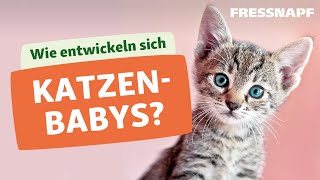 Die Entwicklung von Katzenbabys  Kitten [upl. by Llereg921]