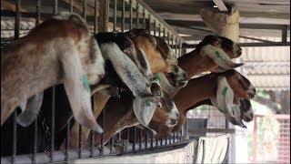 Philippine Boer Goats and Philippine Anglo Nubian of Eric Goat Farm [upl. by Coryden]