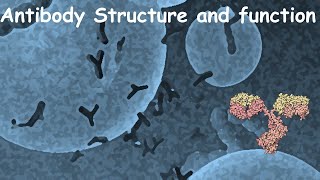 Antibody structure and function [upl. by Cynthy372]