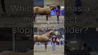 Horse Judging  Shoulder Angle [upl. by Laamaj]