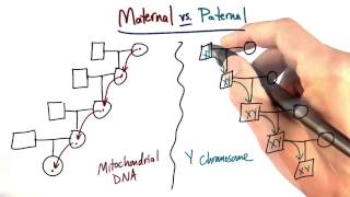 Maternal vs Paternal Lines  Tales from the Genome [upl. by Hujsak]