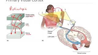 OSSM Neuro Chapter 10  Primary Visual Cortex [upl. by Yragerg]