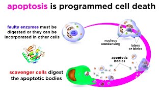 Apoptosis Programmed Cell Death [upl. by Malvino]