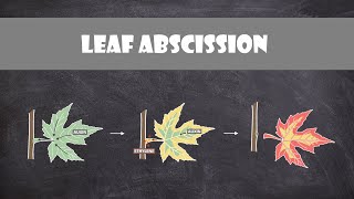 Leaf Abscission  Plant Biology [upl. by Neral614]