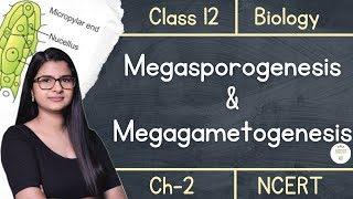 Class 12  Megasporogenesis amp Megagametogenesis  NCERT [upl. by Ahsenwahs770]