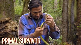 Handling A DEADLY VIPER  Primal Survivor [upl. by Amathist386]