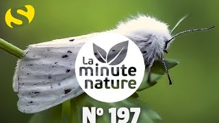 LES PAPILLONS DE LA NUIT No 197 [upl. by Gonta]