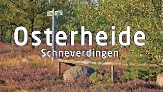 Malerische Osterheide in Schneverdingen Lüneburger Heide [upl. by Bunow]