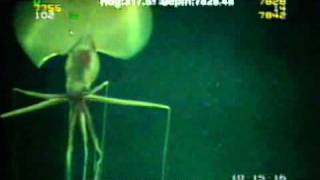 Magnapinna Squid Filmed at Drilling Site [upl. by Caro]