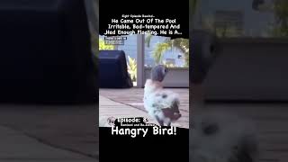 Why is our feathered friend not floating and a Hangry Bird  Aquaphobic Bird EP 2 Pt 2 shorts [upl. by Minton]