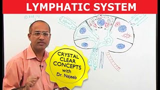 Introduction to Lymphatic System  Lymph Nodes [upl. by Goldarina269]