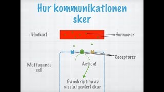 Hur hormoner fungerar [upl. by Colombi]