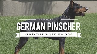 ALL ABOUT GERMAN PINSCHER VERSATILE WORKING DOG [upl. by Kcirtap]