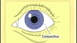 Ophthalmology Lecture  Eye Anatomy Part 1 [upl. by Kirchner]