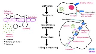 Phagocytosis [upl. by Ahsea]