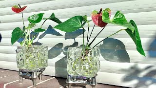 How to Grow an Anthurium  Anthurium Plants Care [upl. by Ymassej349]