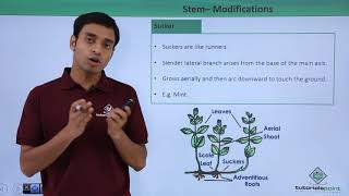 Class 11th – Stem – Modifications  Morphology of Flowering Plants  Tutorials Point [upl. by Garnett383]