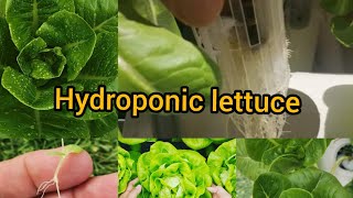 Hydroponic Lettuce For beginner AT Home [upl. by Ilahtan82]