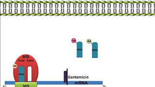 Gentamicin Mechanism of Action [upl. by Ycam995]