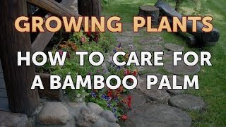 How to Care for a Bamboo Palm [upl. by Maurilia]