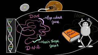 Genes DNA amp chromosomes  Heredity amp Evolution  Biology  Khan Academy [upl. by Natsirk96]