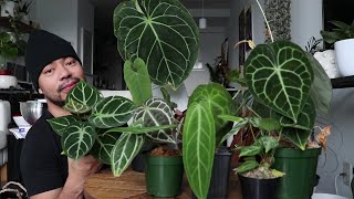 My Anthurium Collection  How To Care For Anthuriums  Rare Houseplants [upl. by Oisacin]