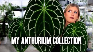 My ENTIRE Anthurium Collection 2023 [upl. by Yrreb128]