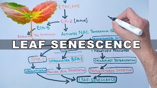 Mechanism of Leaf Senescence [upl. by Vaughn84]