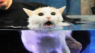 Cats Hate Water  Funny Cats in Water Compilation 2020 1 [upl. by Aibat]